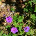 Geranium x 'Brookside'